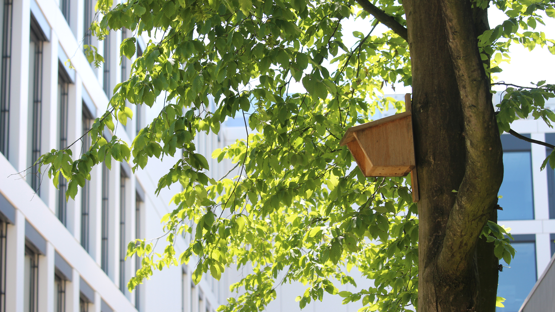 Nistkasten am Baum