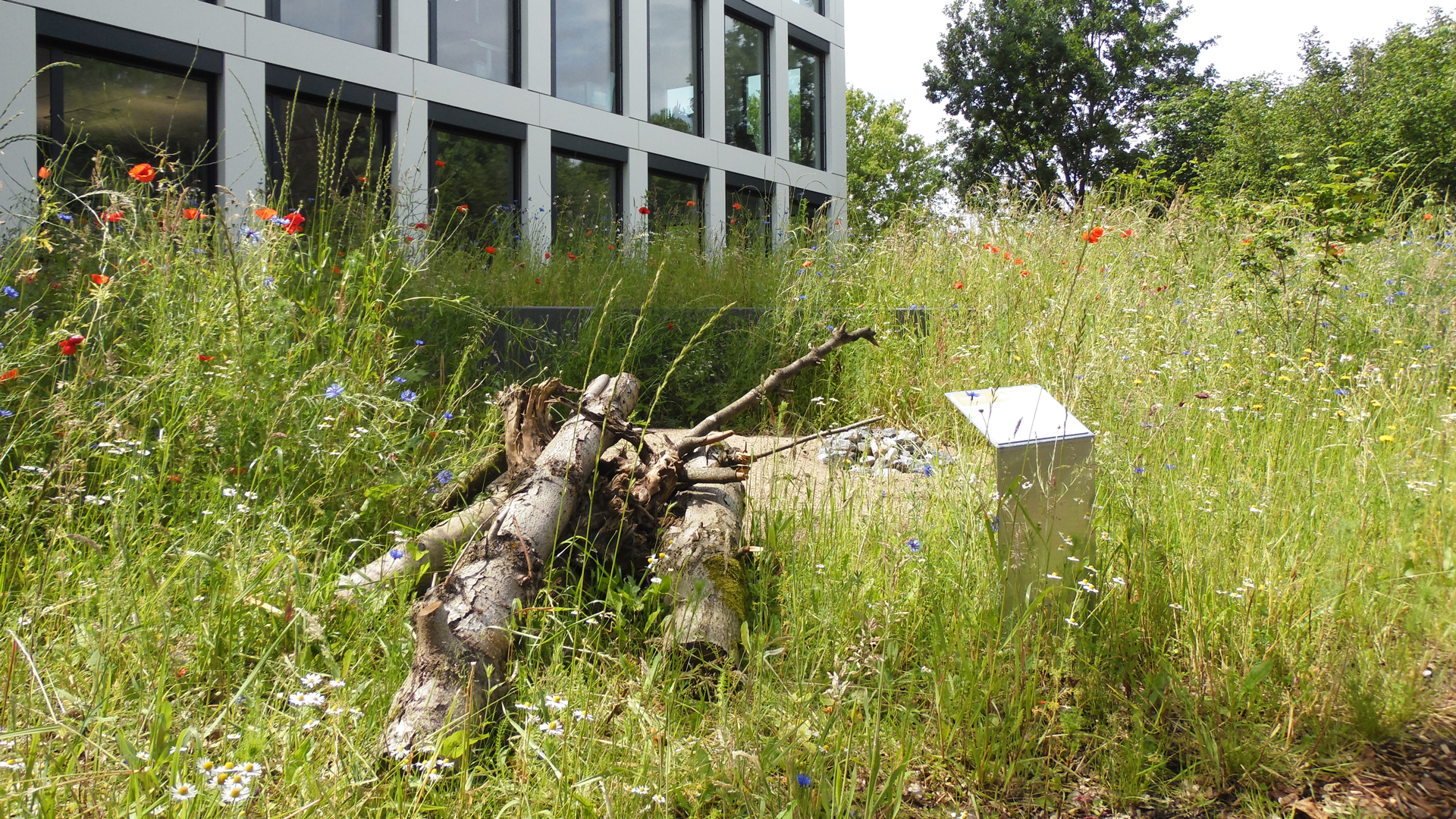 Totholz auf wilder Wiese neben Gebäude