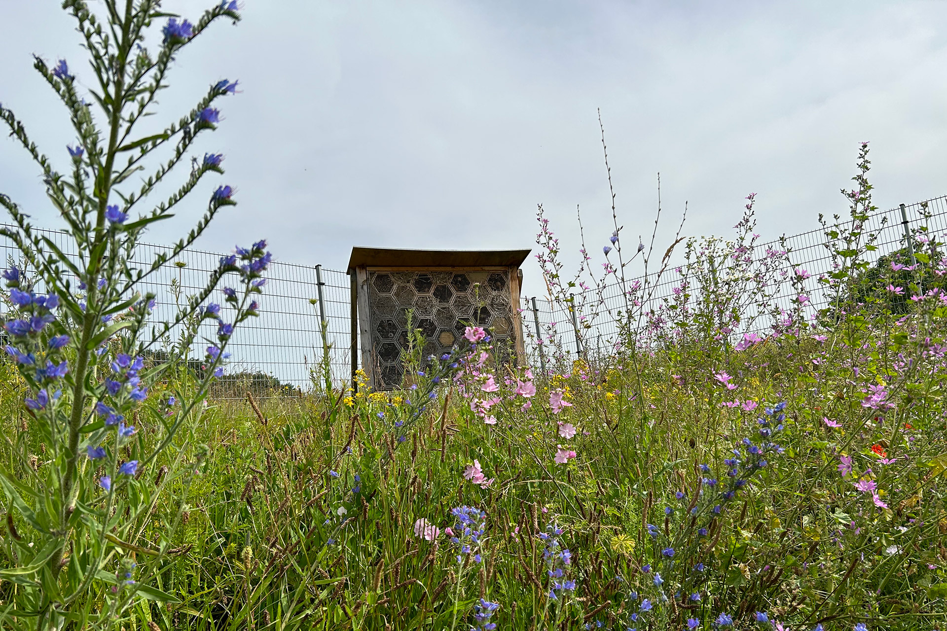 Insektenhotel auf wilder Wiese.